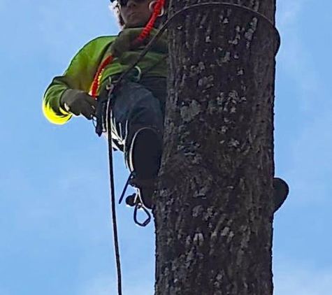 Canopy Tree Service - Mocksville, NC