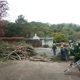 JC Tree Care & Landscape
