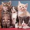 Cats Vermont-Veterinary Clinic for Cats gallery