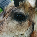 Wild Outdoor Taxidermy - Taxidermists