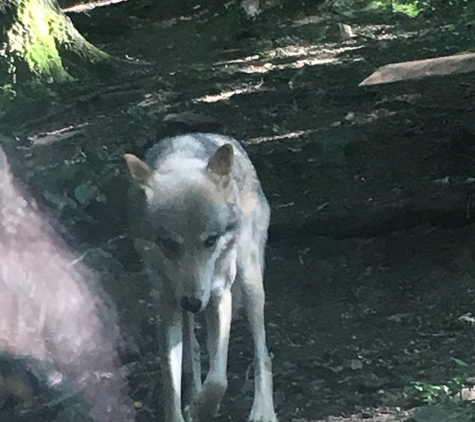 Wnc Nature Ctr - Asheville, NC