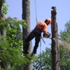 Majestic Tree Care gallery