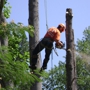 Majestic Tree Care