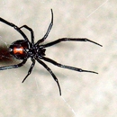 Black Widow Pest Control - Pest Control Services