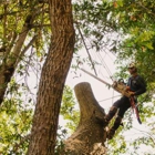 San Jose Tree Service & Landscaping