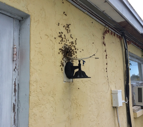 Best Bee Removal In Florida - Tampa, FL