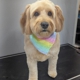 Broadmore Pet Retreat
