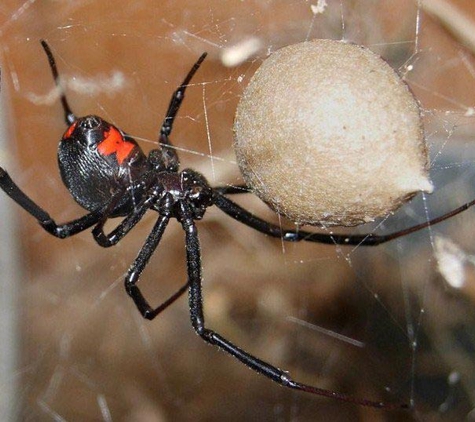 Carters Pest Control - Yarrawonga, VIC