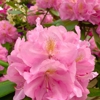 The Picker's Patch gallery