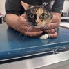 VCA Venture Animal Hospital gallery