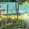 Hattiesburg Mosquito Control gallery