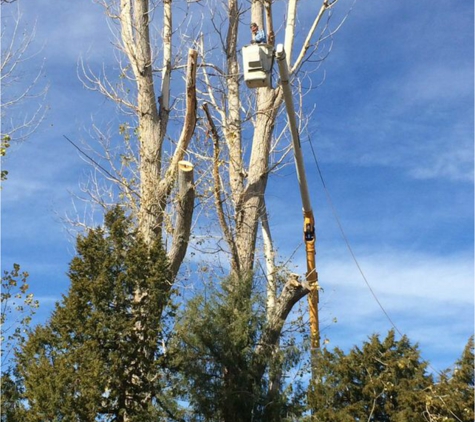 Russell's Artistry in Trees - Reno, NV