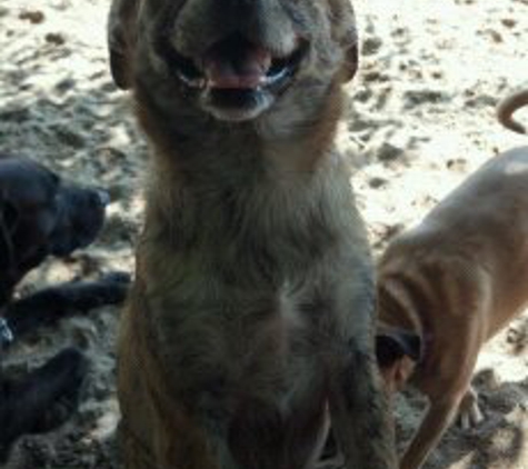 Barking Lot - Waterloo, IA