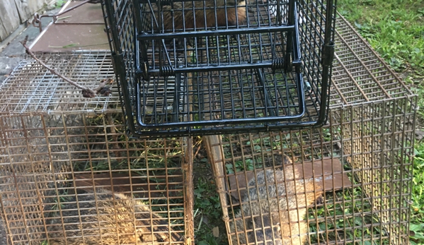 Nocturnal Wildlife Control LLC - Oswego, NY. 3 woodchucks