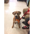 Doggy Decorum