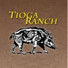 Tioga Boar Hunting