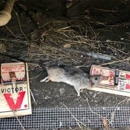 Natural Rodent Control - Animal Removal Services