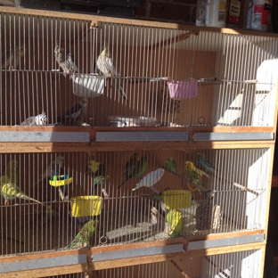 Hawkesbury Wholesale Pet Foods - Mulgrave, NSW. Birds for Sale