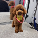 Kontota of Central New Jersey - Pet Grooming