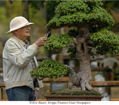 Heathcote Botanical Gardens - Fort Pierce, FL. Jim Smith pruning his signature dwarf jade bonsai now located at Heathcote Botanical Gardens