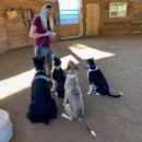 Marvin Pierce Dog Teacher - Pet Training