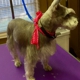 LRC Small Dog Grooming Salon & More