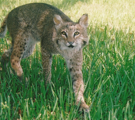 JC Taxidermy - Lithia, FL