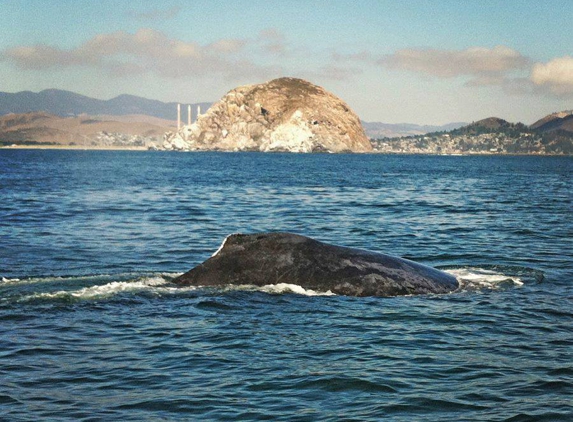 Morro Bay Boat Charters - Morro Bay, CA