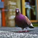 AZ Pigeon Control & Removal - Bird Barriers, Repellents & Controls