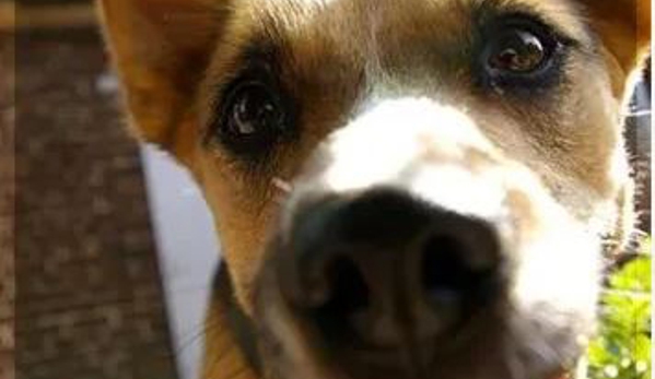 University Avenue Vet Hospital - Durack, NT