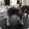 Owasso Dog Grooming by Sara gallery