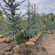 Texas Tree & Landscape