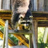 Be Assured Pest Control Management gallery