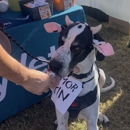 CityVet | Queen Creek - Pet Services