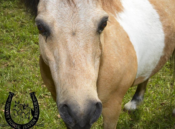 Howey Horse Haven Rescue - Howey In The Hills, FL