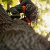 Eden Tree Care gallery