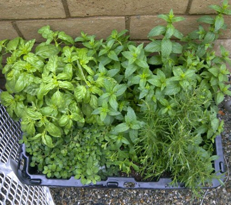 La Habra Hydroponics - la Habra, CA