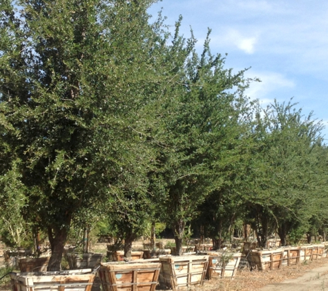 Big Tex Trees Nurseries - Houston, TX