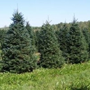 TSPN Sales - Christmas Trees