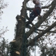 All-Timber Tree Service