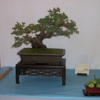 Ron Anderson Bonsai gallery