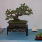 Ron Anderson Bonsai