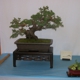 Ron Anderson Bonsai