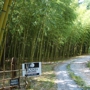 Haiku Bamboo Nursery