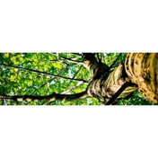 Gallery Image Number 5