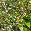 Hulings Blueberries gallery