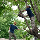 Dillard's Tree Service - Tree Service