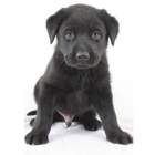 Labpups.com