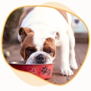 Fetch! Pet Care of Greater Schaumburg - Pet Sitting & Exercising Services