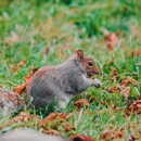 Hunters Wildlife Services - Pest Control Services